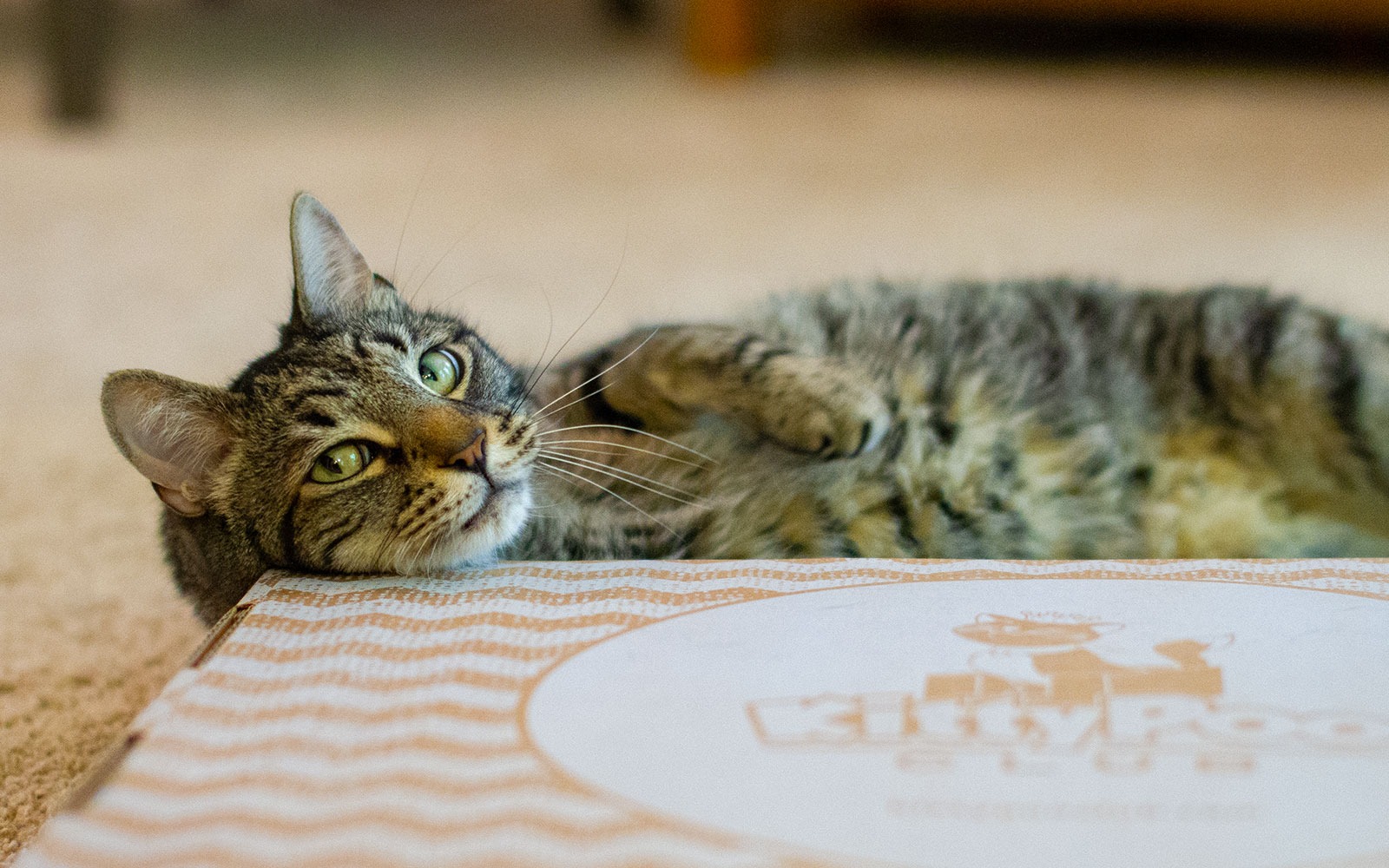 Ad by kittypooclub.com