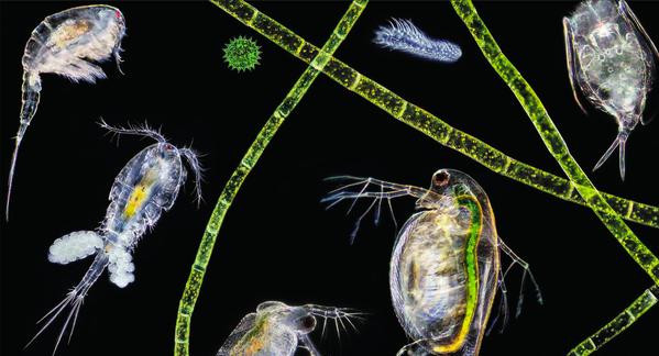 Ad by podyourreef.com