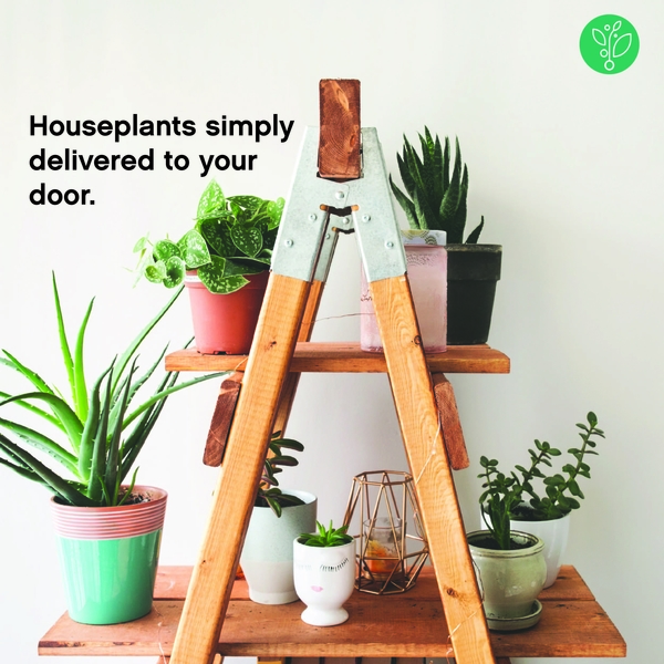 Ad by airplantsonline.com