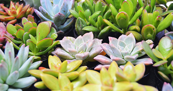 Ad by airplantsonline.com