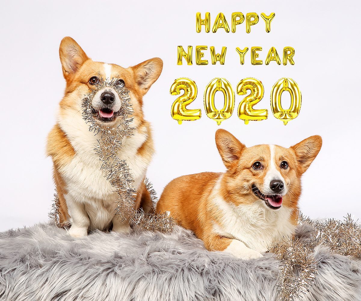 Ad by nayothecorgi.com