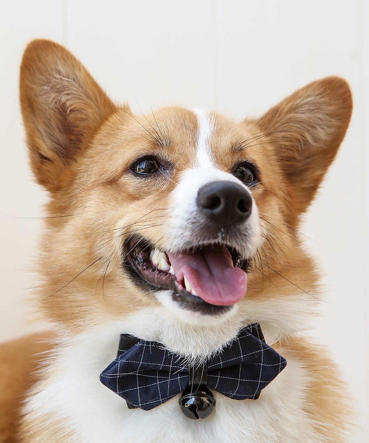 Ad by nayothecorgi.com