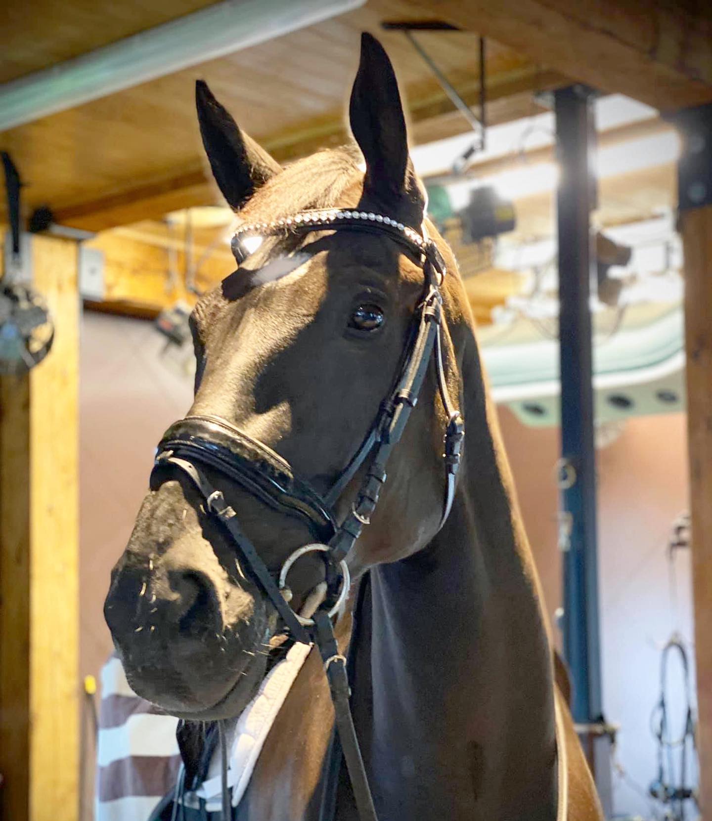 Ad by shophalterego.com