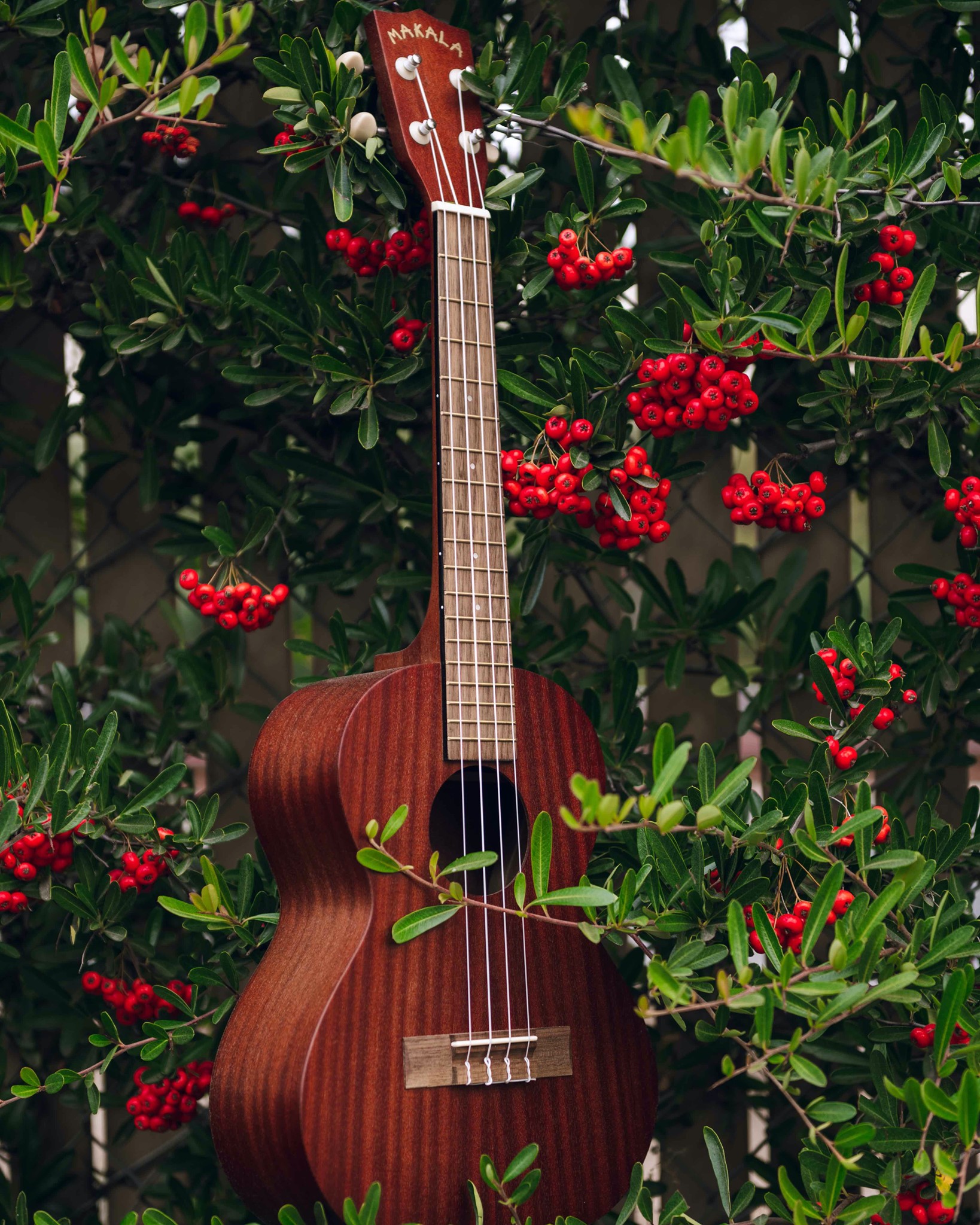 Ad by kalaukulele.com