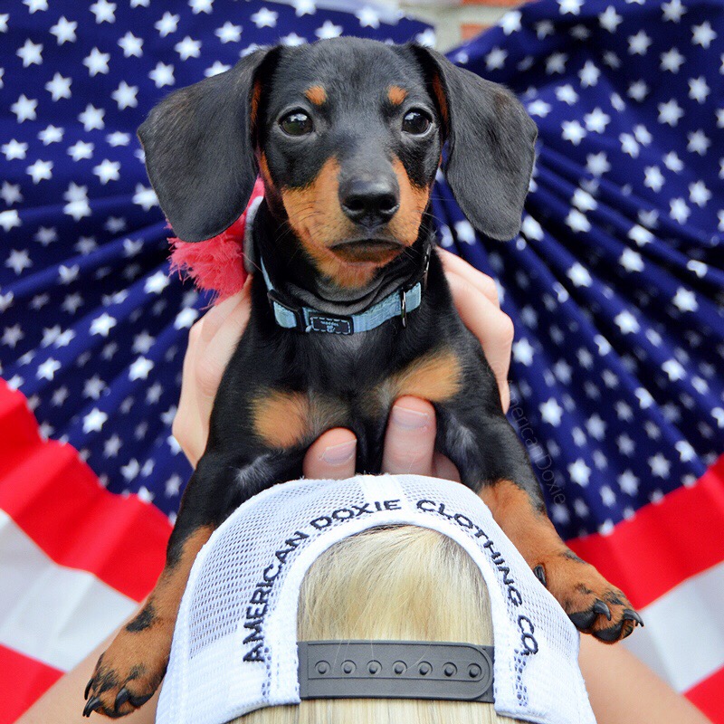 Ad by americandoxie.com