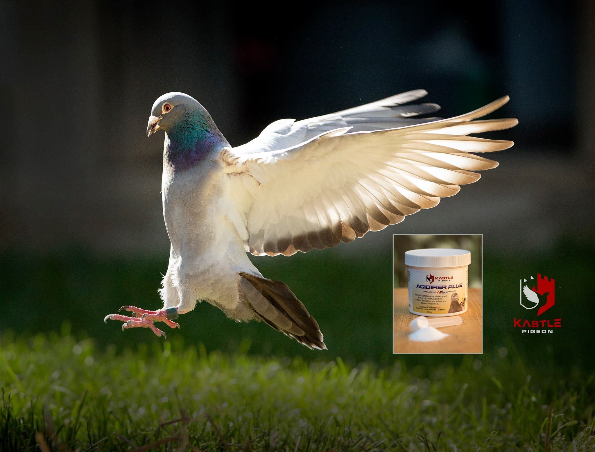 Ad by kastlepigeon.com