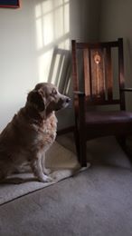 Ad by petwellnessdirect.com