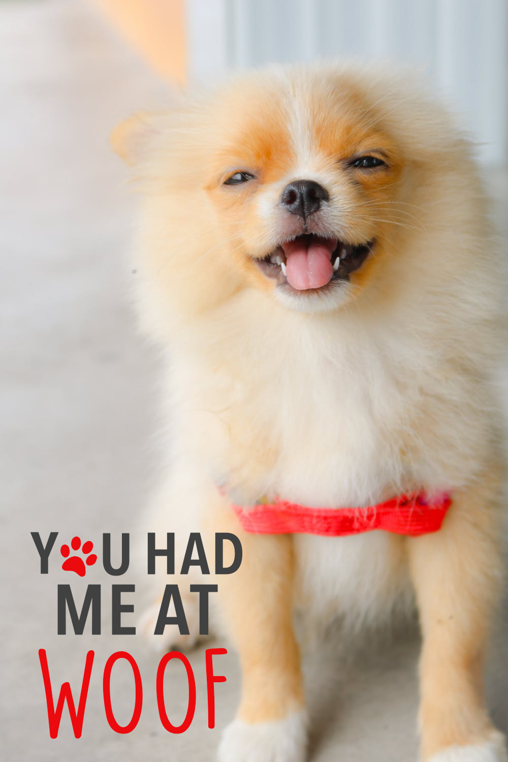 Ad by petwellnessdirect.com