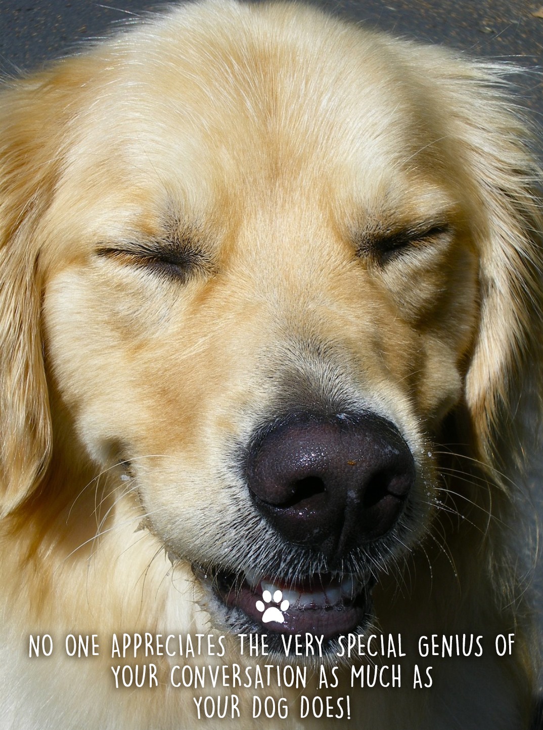 Ad by petwellnessdirect.com