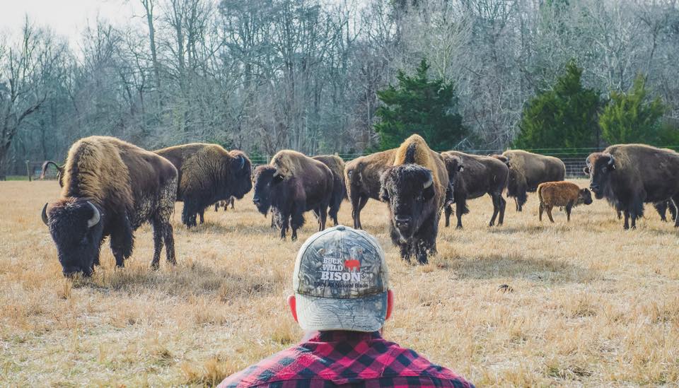 Ad by buckwildbison.com
