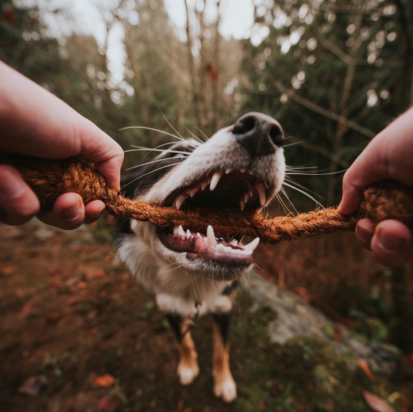 Ad by cocochewllc.com