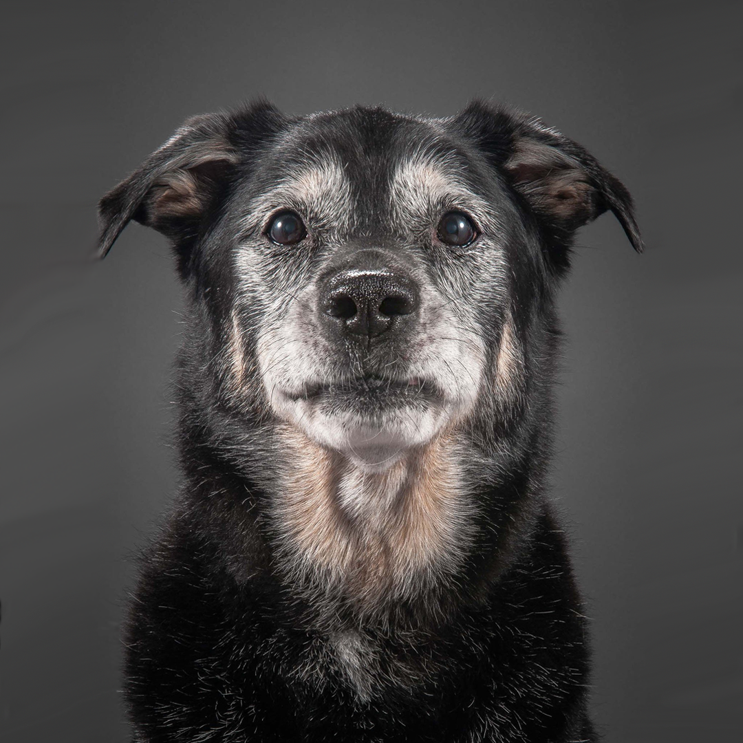 Ad by pupgrade.com