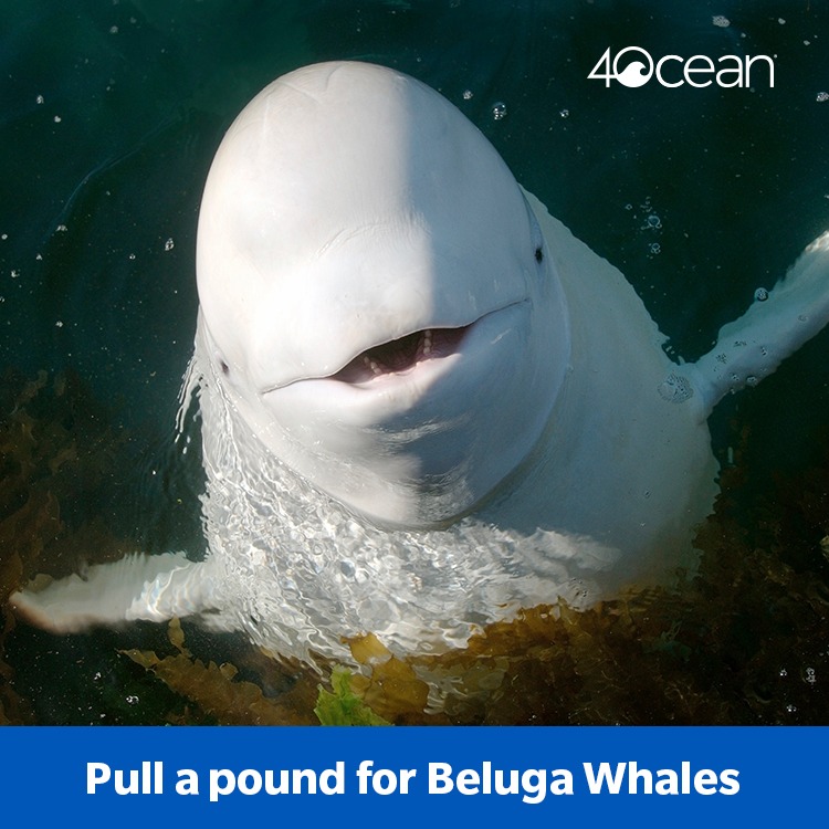 Ad by 4oceanfoundation.org