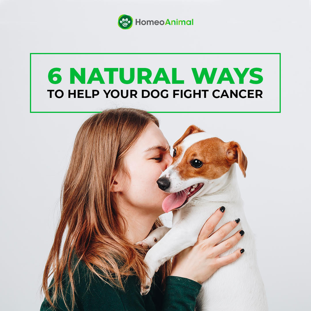 Ad by abqdogtown.com