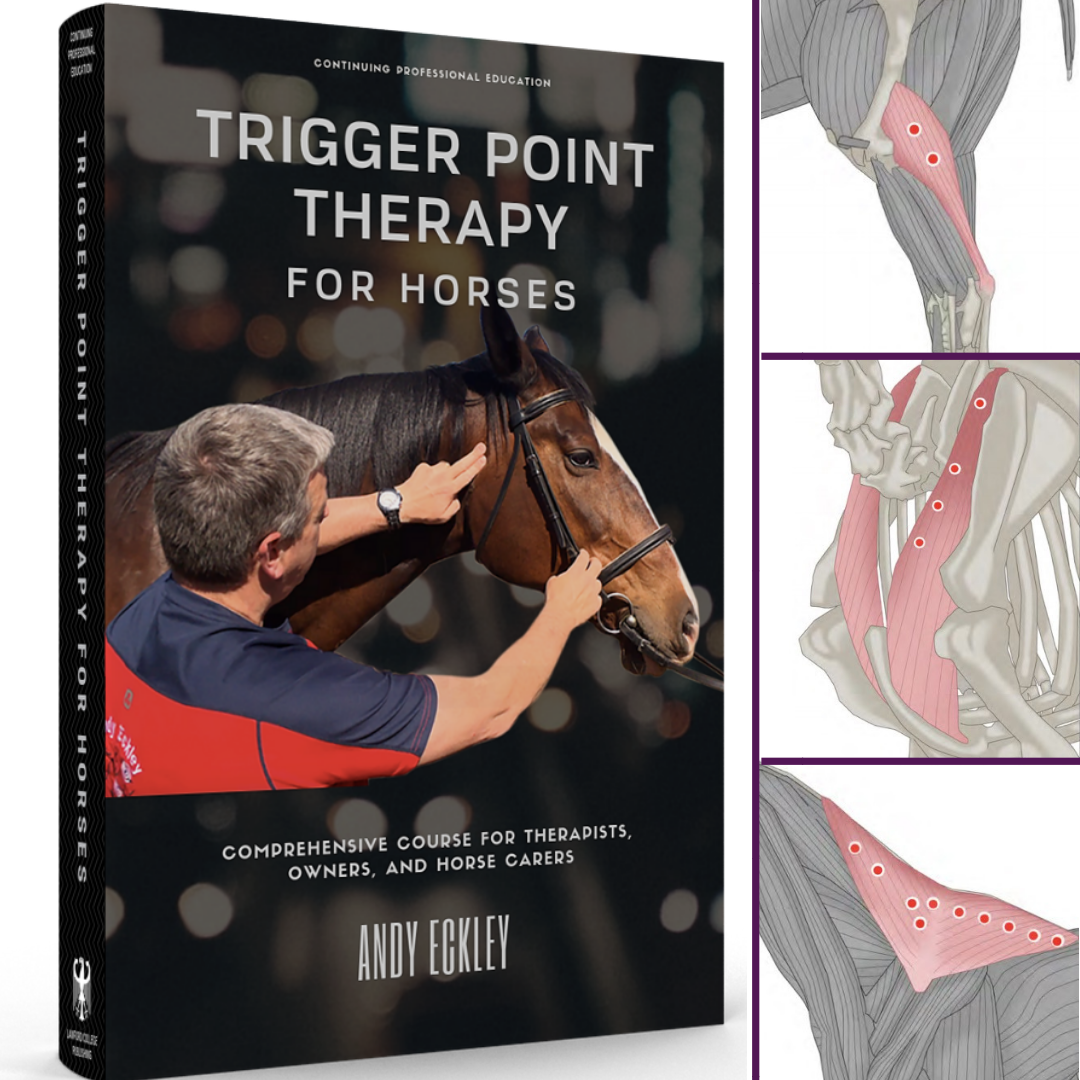 Ad by calcificshoulder.com