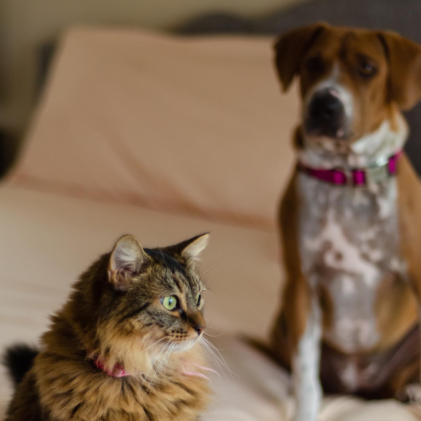 Ad by peachskincomfort.net