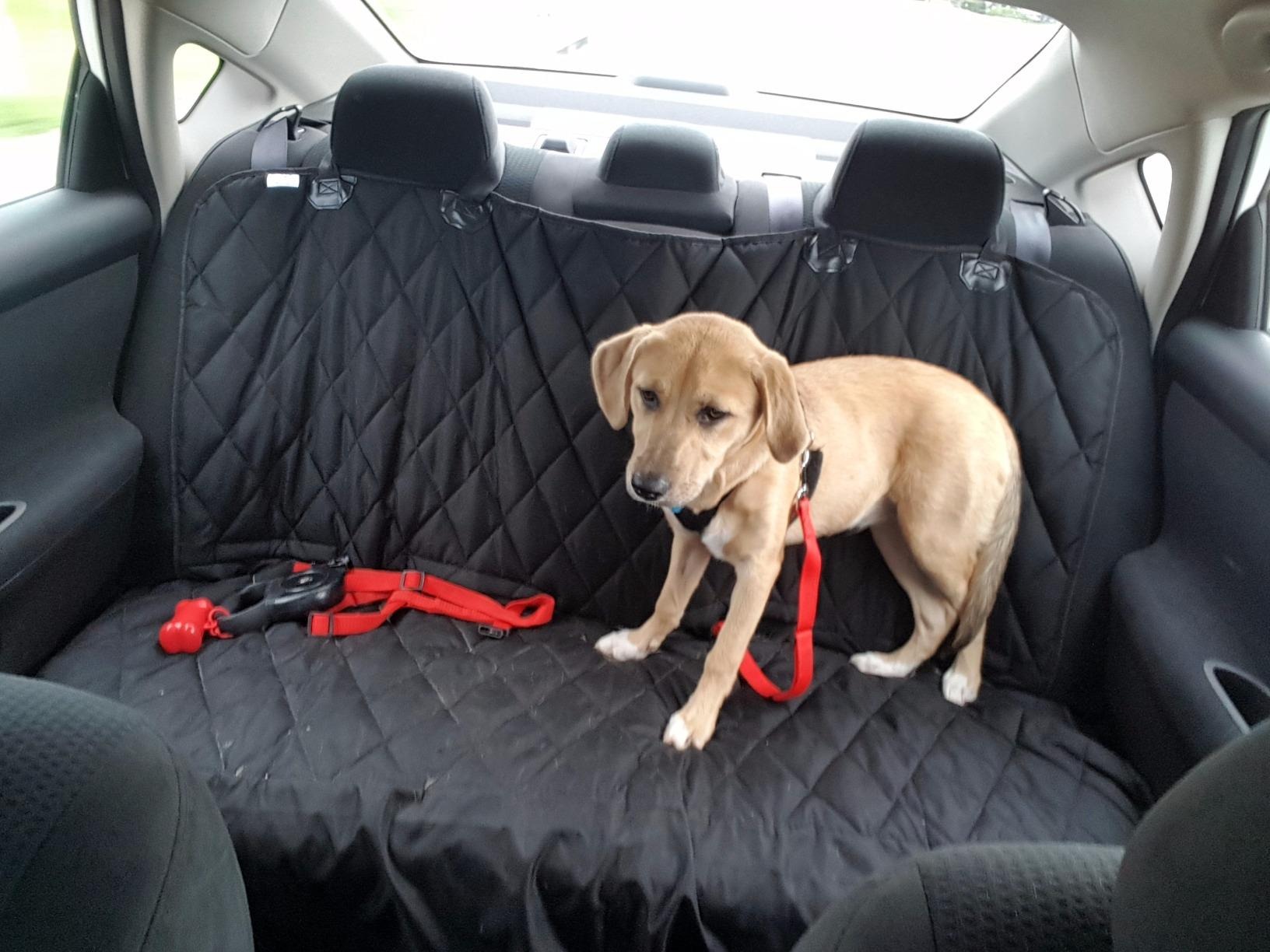 Ad by plushpawsproducts.com