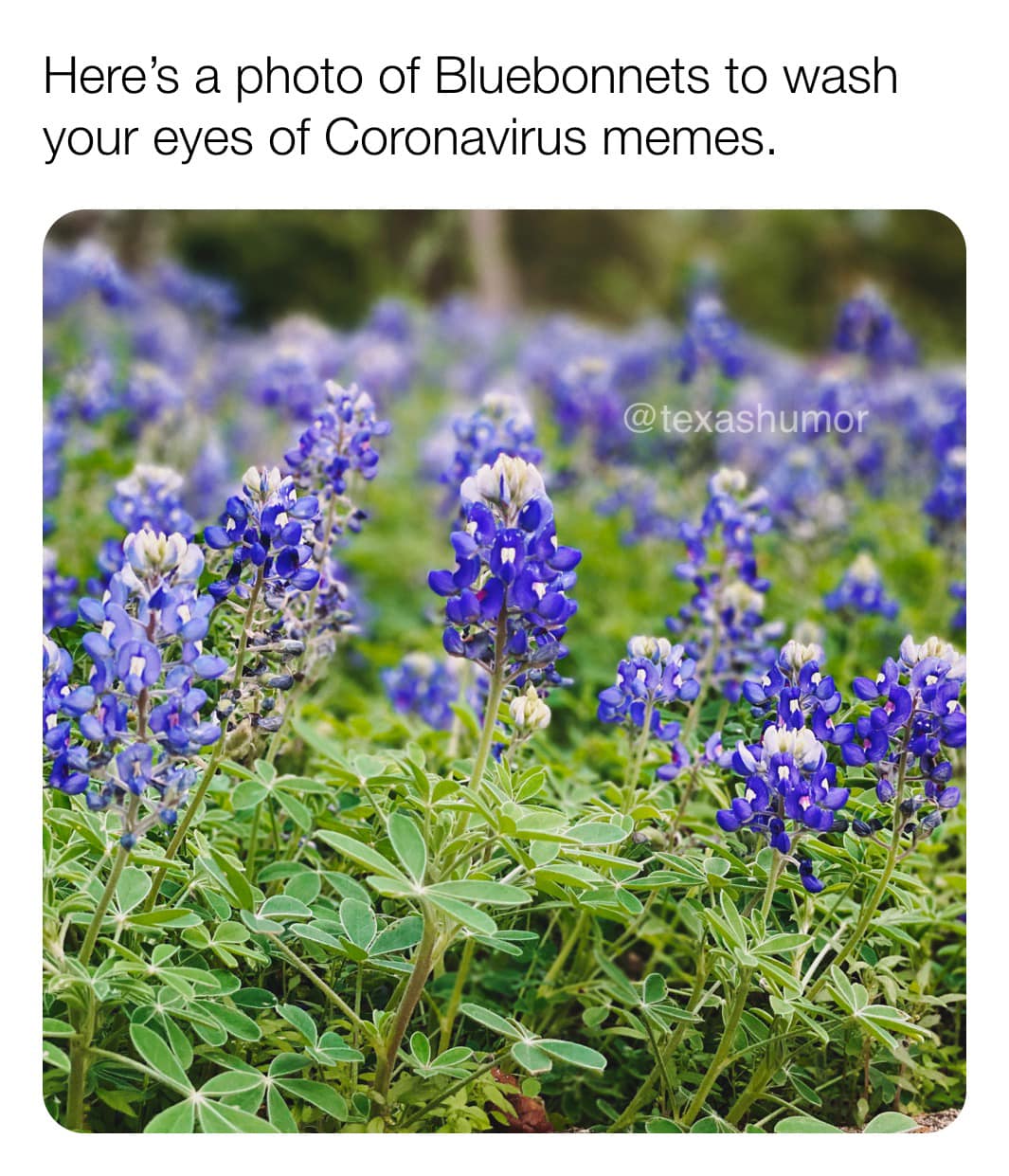 Ad by texashumor.com