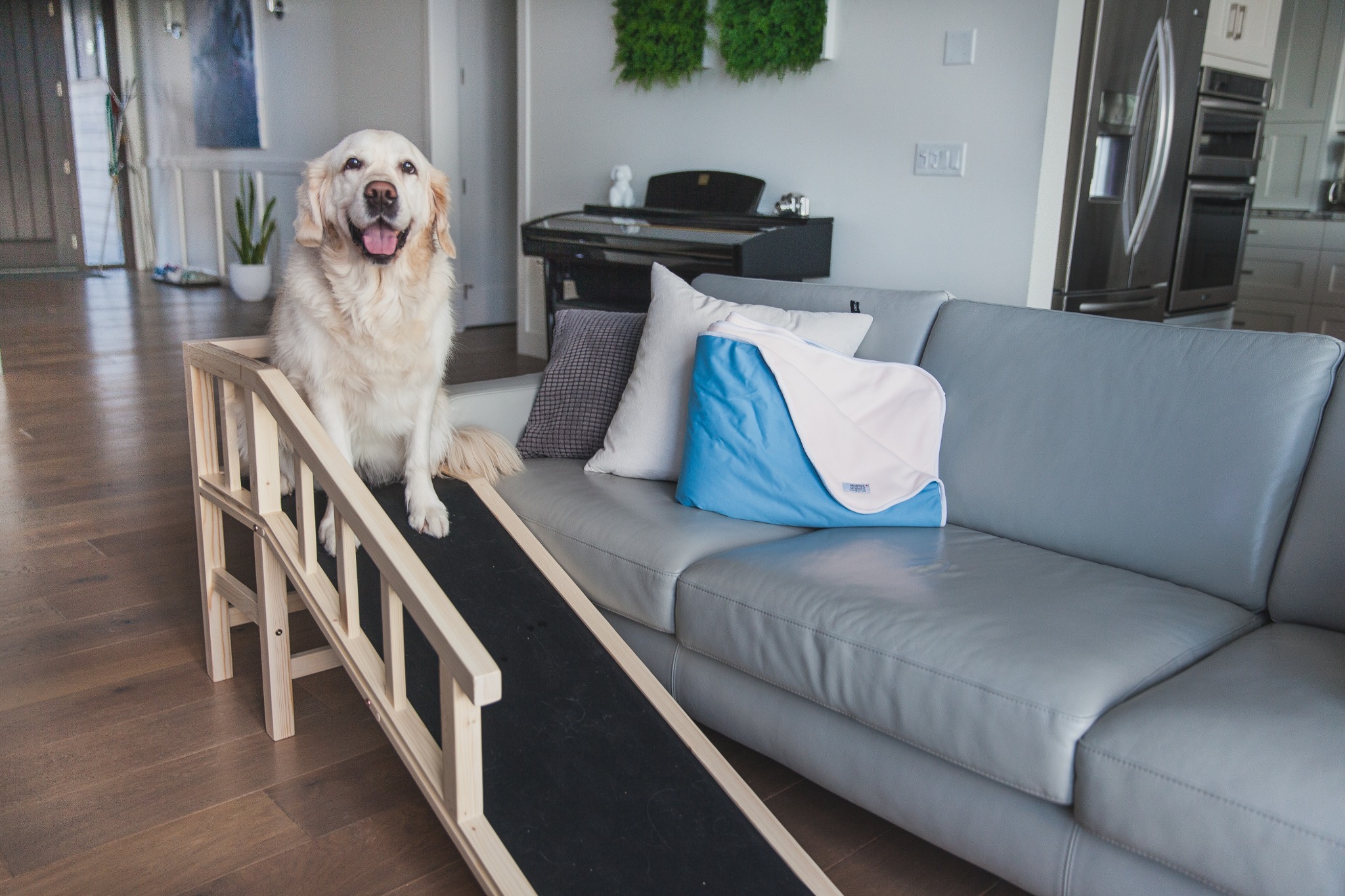 Ad by dogquality.com