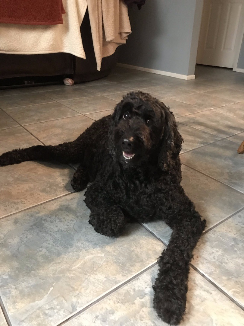 Ad by dogsnaturallymarket.ca