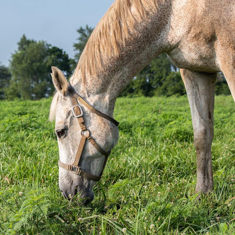 Ad by equithrive.info