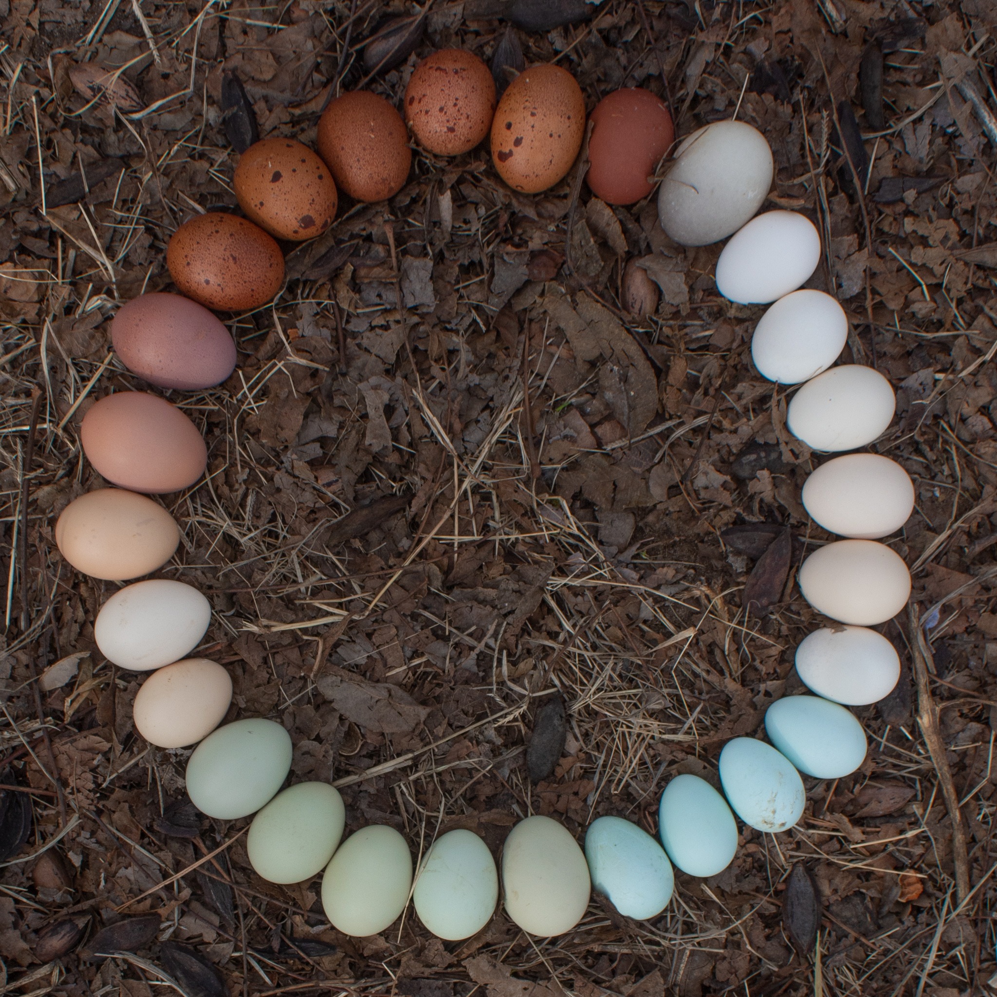 Ad by groworganicforlife.com