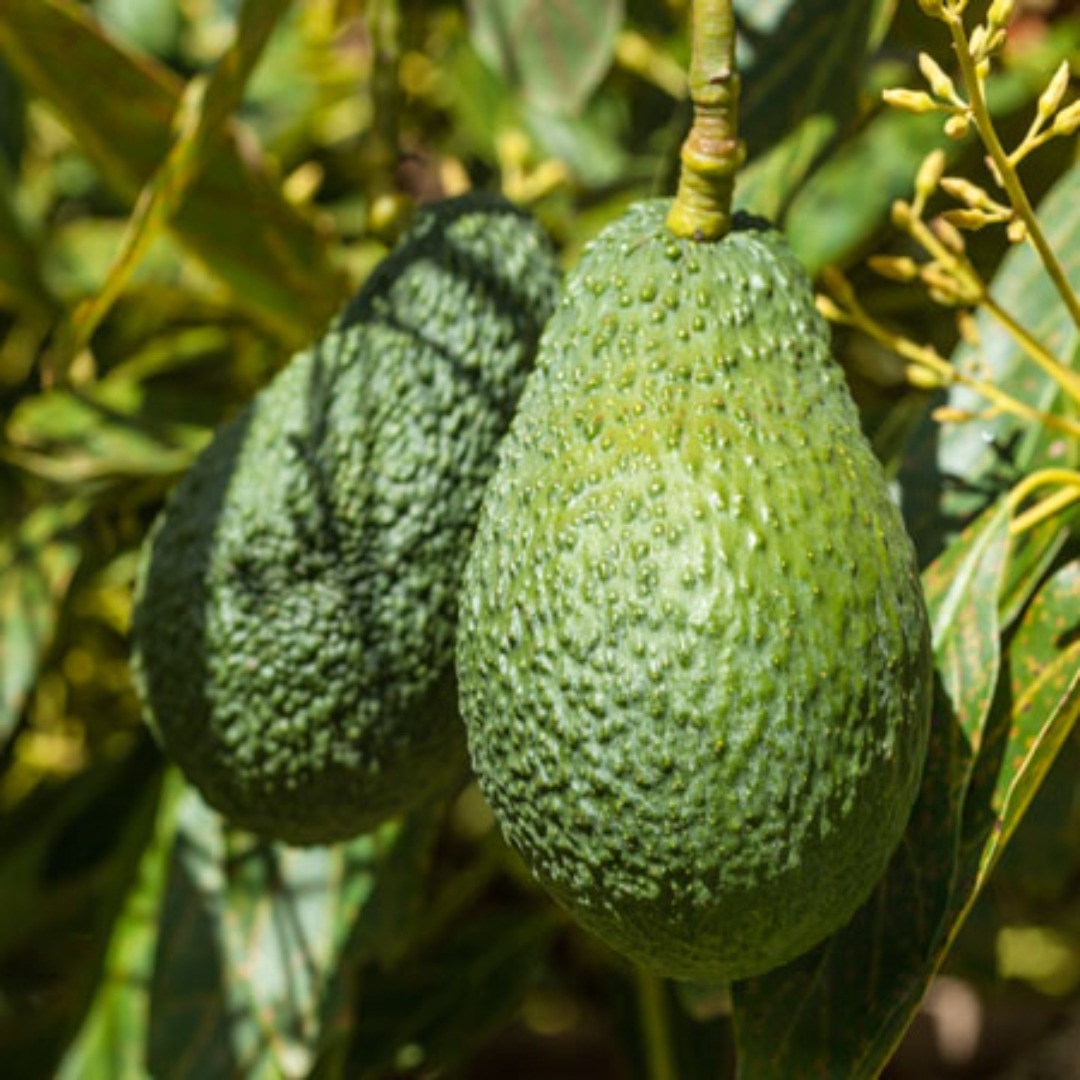 Ad by fast-growing-trees.com