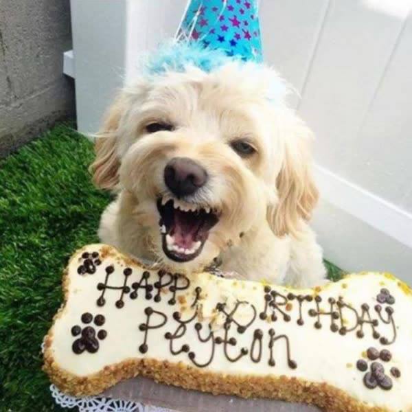 Ad by thedogbakery.com